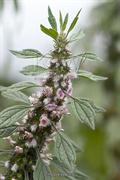Throw -wort,lions ear,lions tail